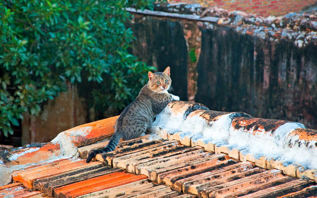 Kolmella sanalla: ihana, ihanampi, ihanin Trinidad.