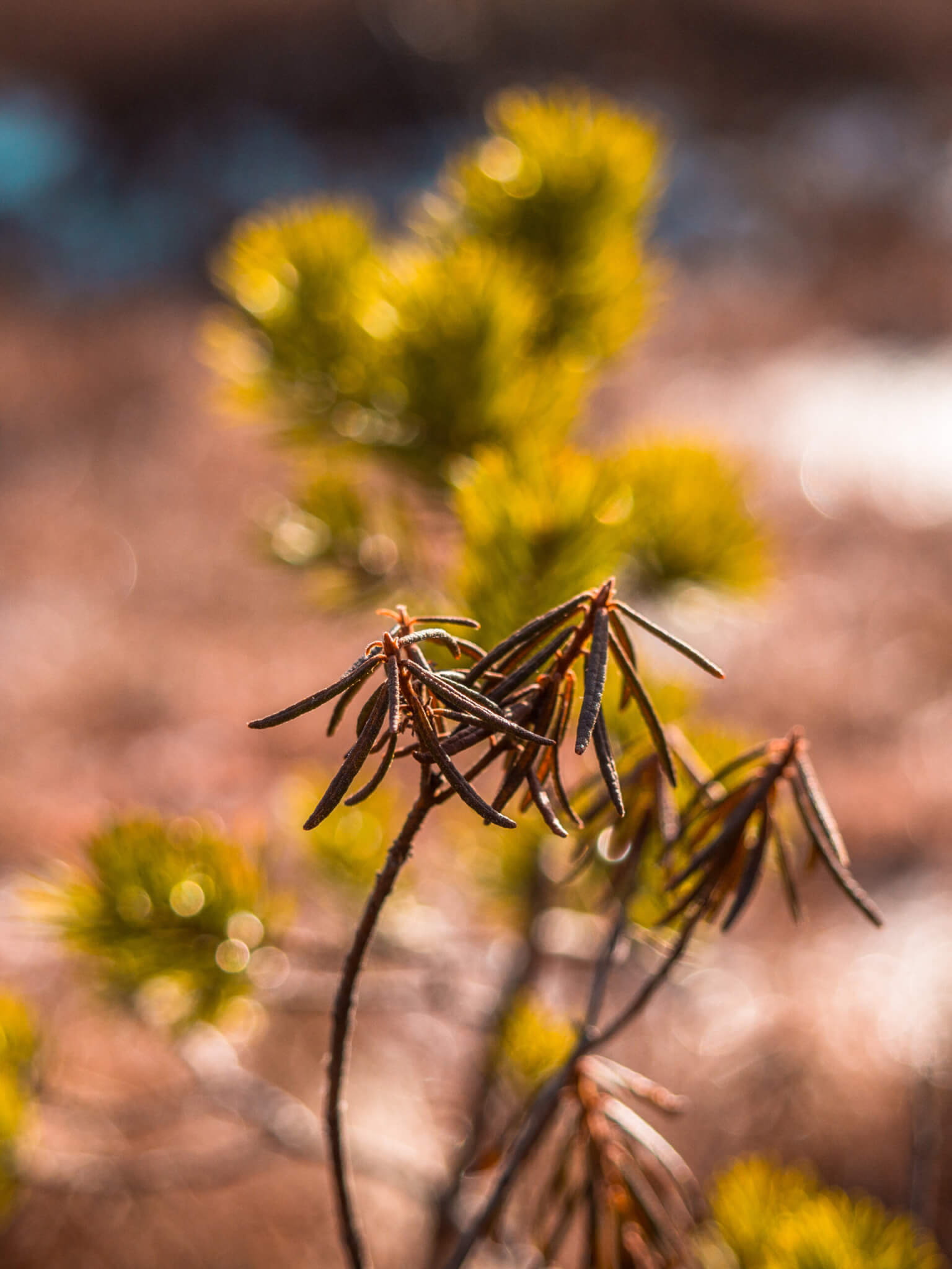 Kansallispuistoretkellä