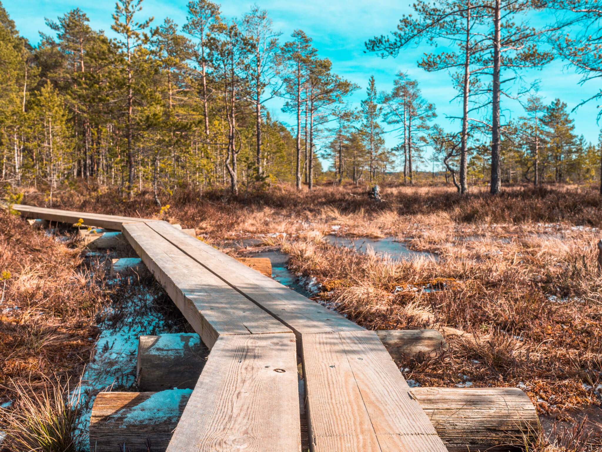 Torronsuon kansallispuisto