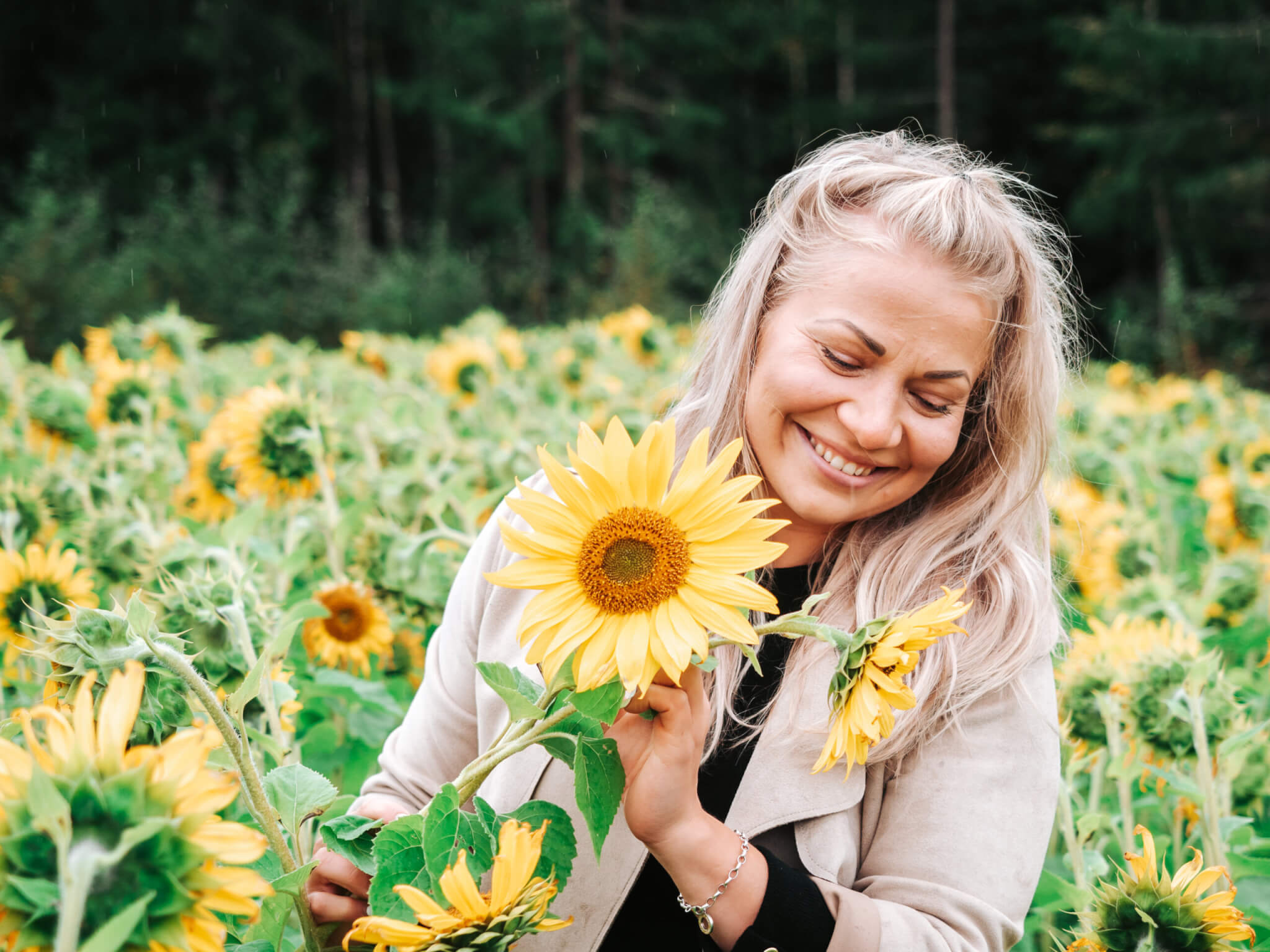 innokas, auringonkukkapelto