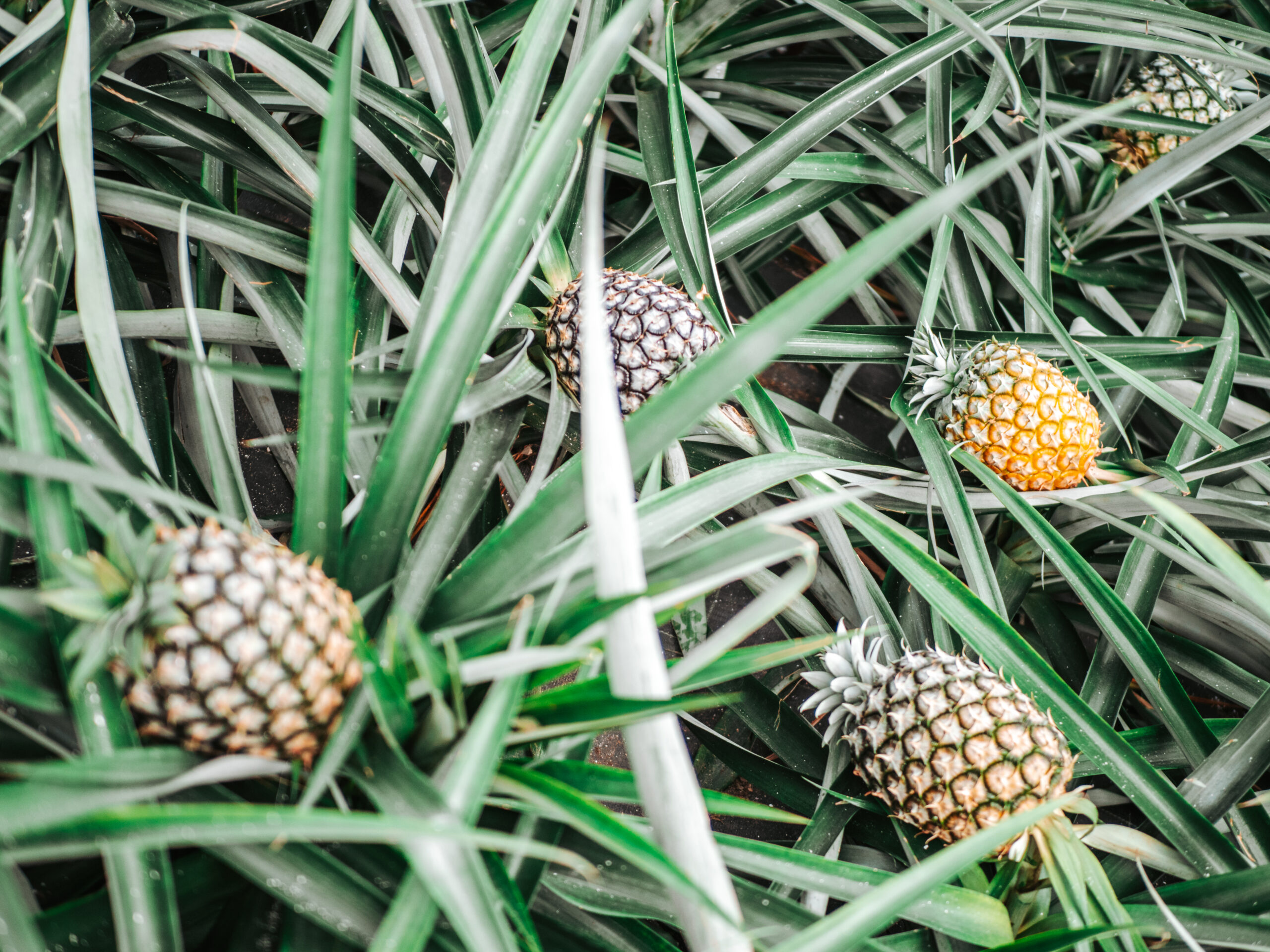 Sao Miguel ananas farmi