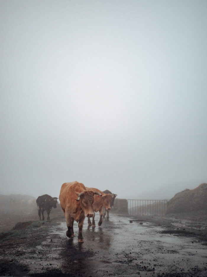 azores, pico,paljon lehmiä