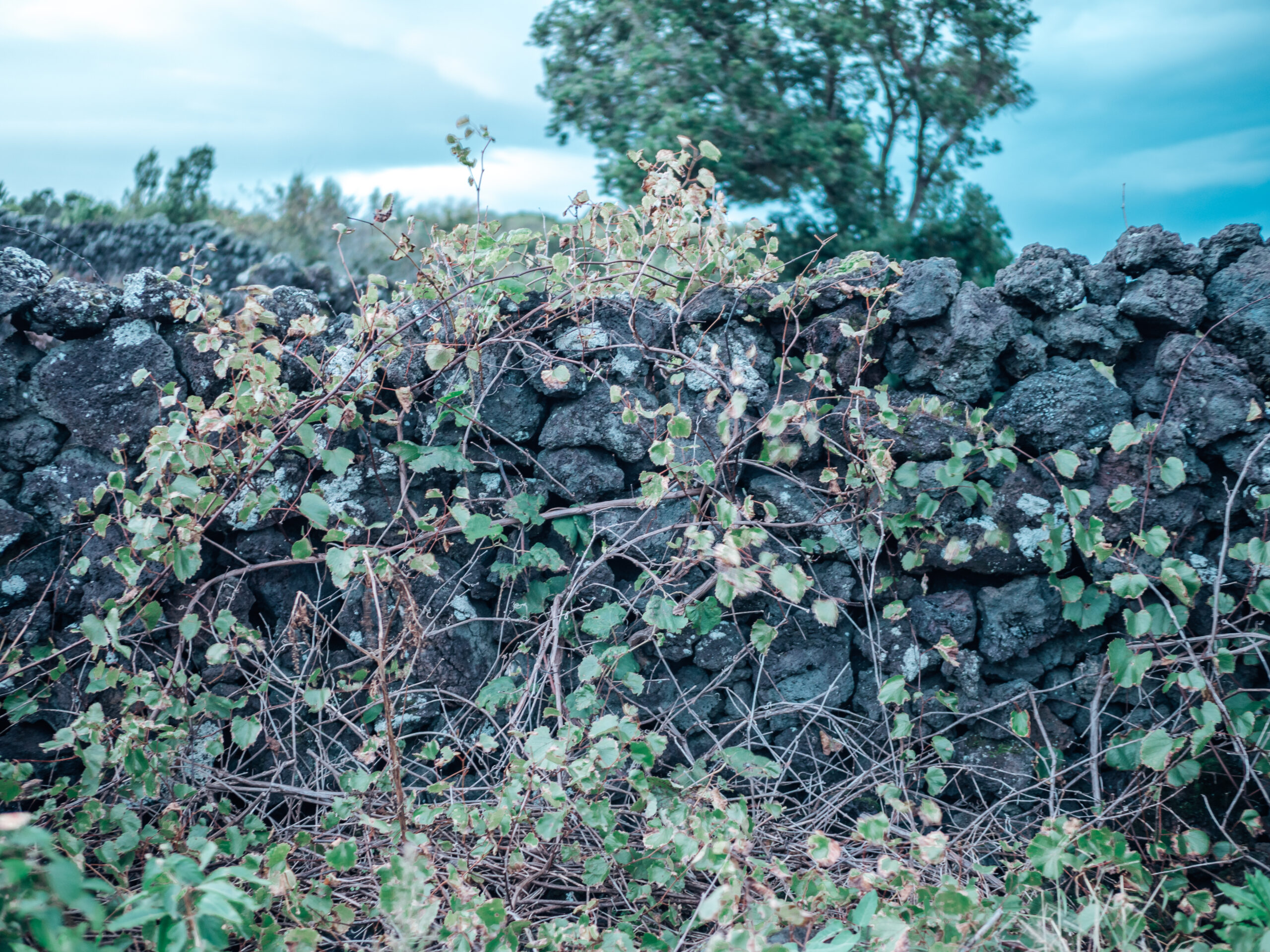 Pico azorit, vineyard