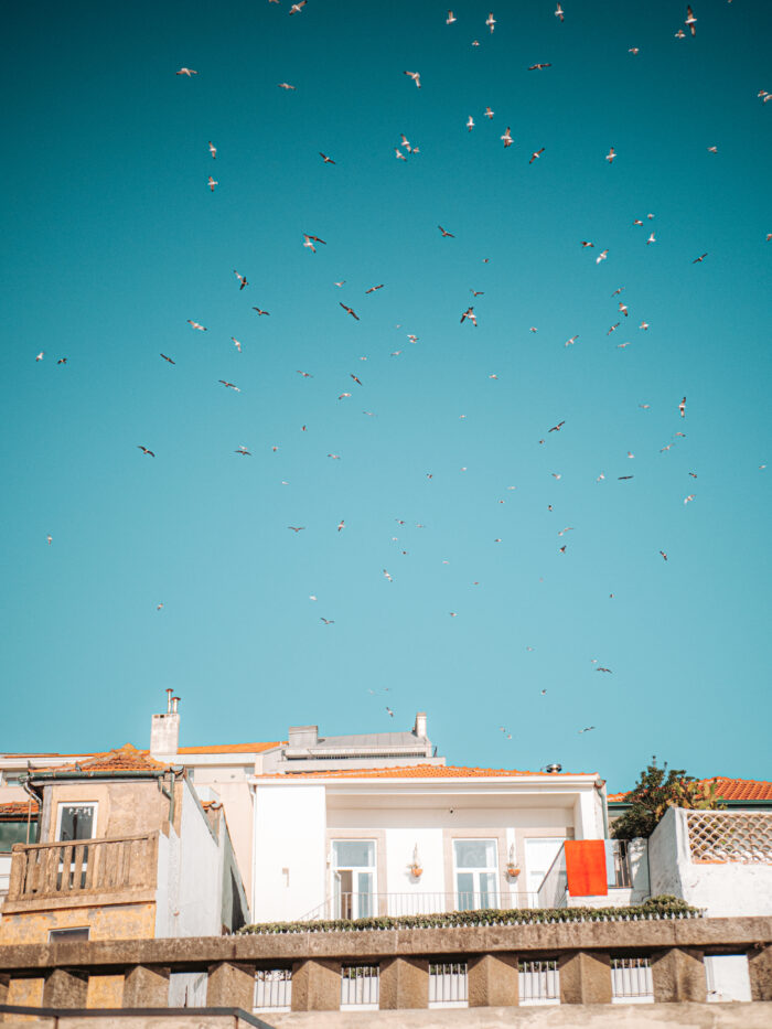 Täydellinen päivä Portossa, monia lokkeja