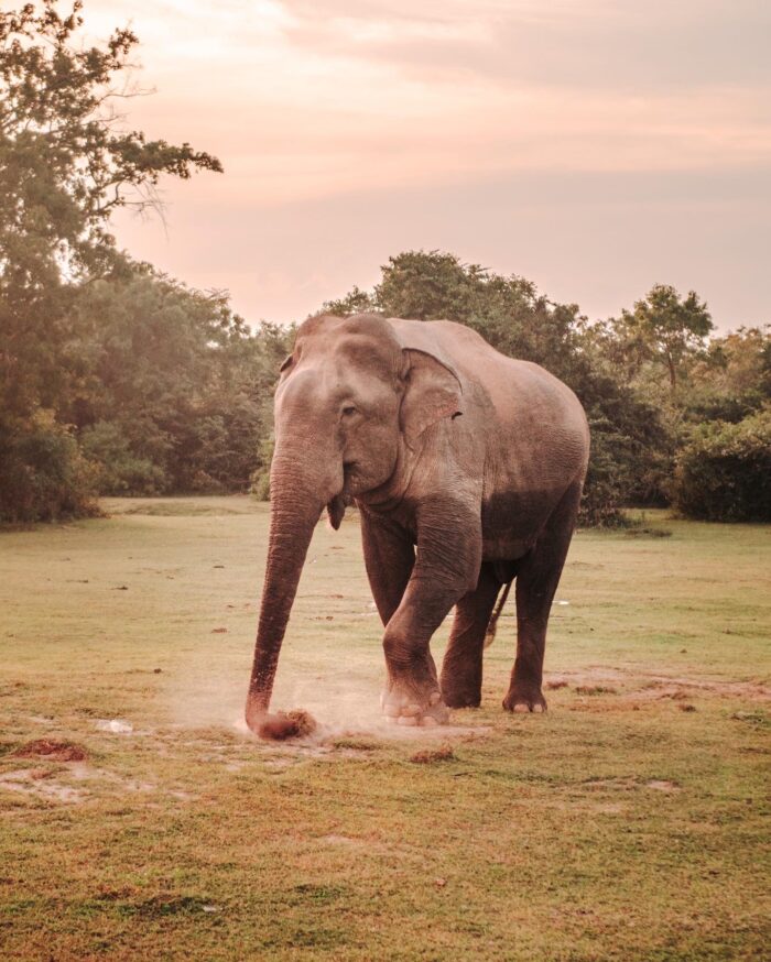 elefantti arugam bay
