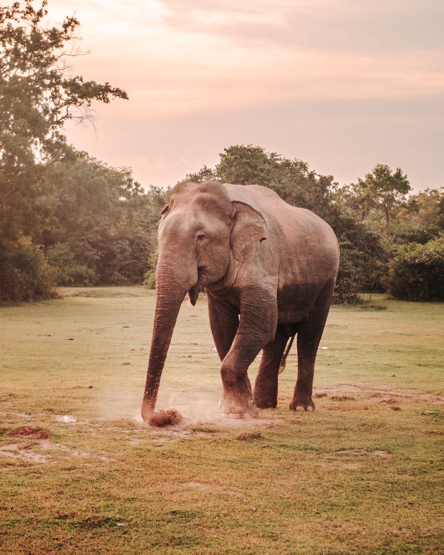 elefantti arugam bay sri lanka