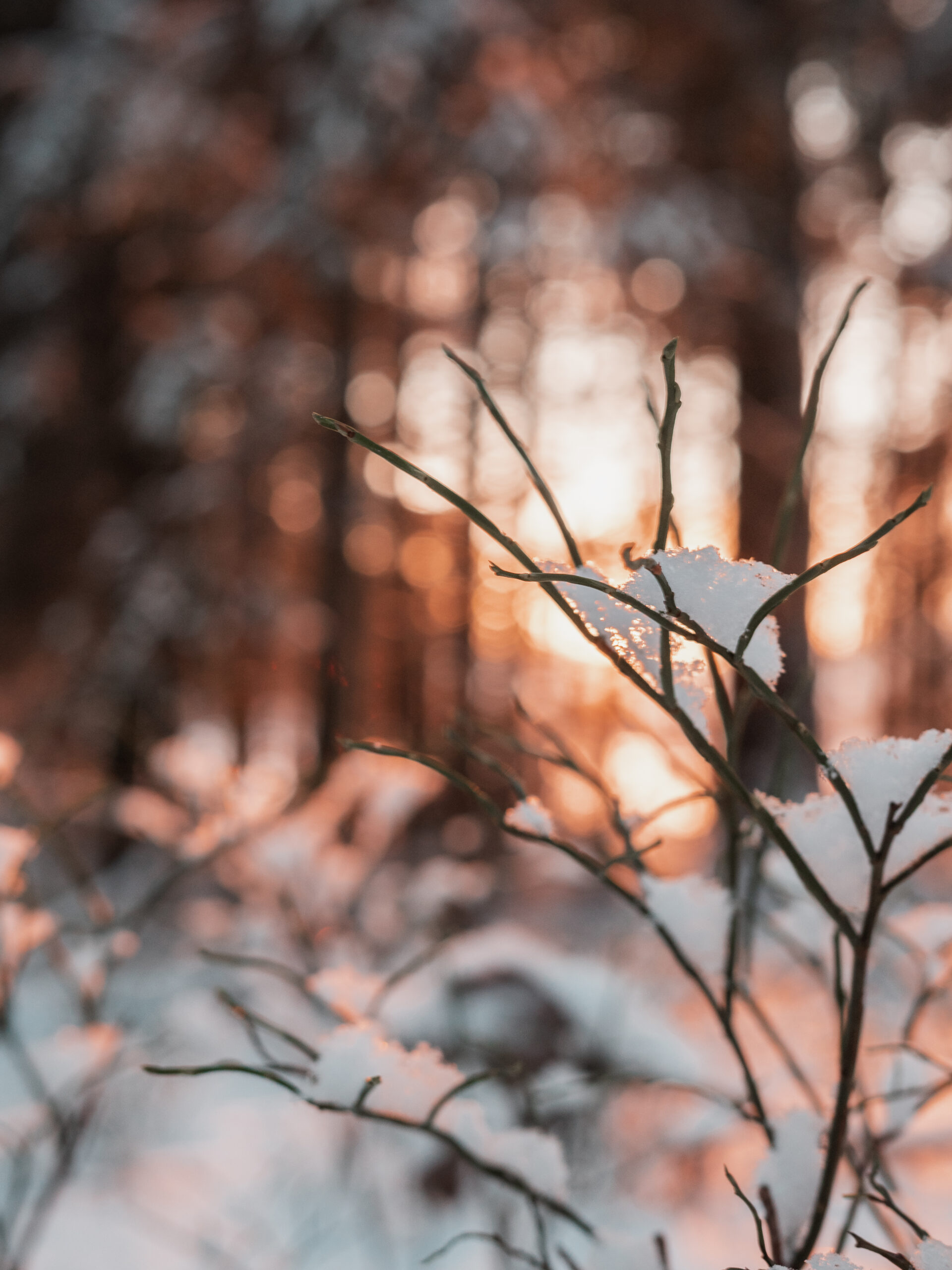 linnavuori pälkäne