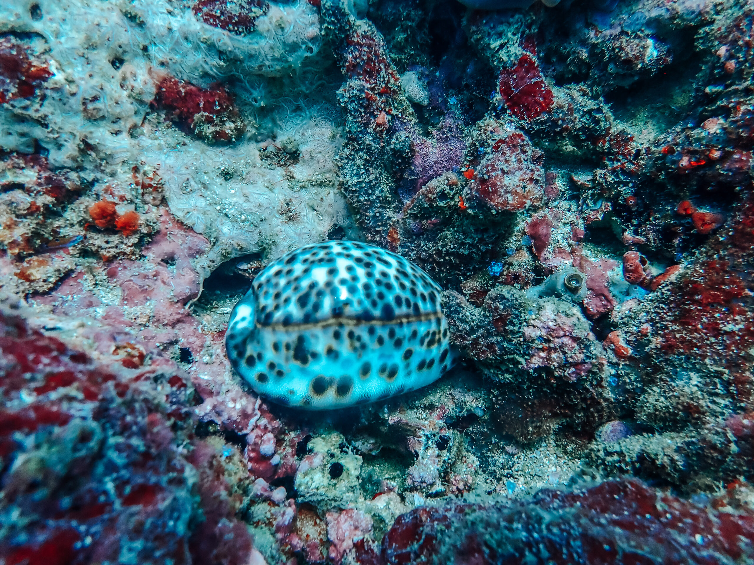 OWD KURSSI KALPITIYA SRI LANKA SUKELTAMINEN