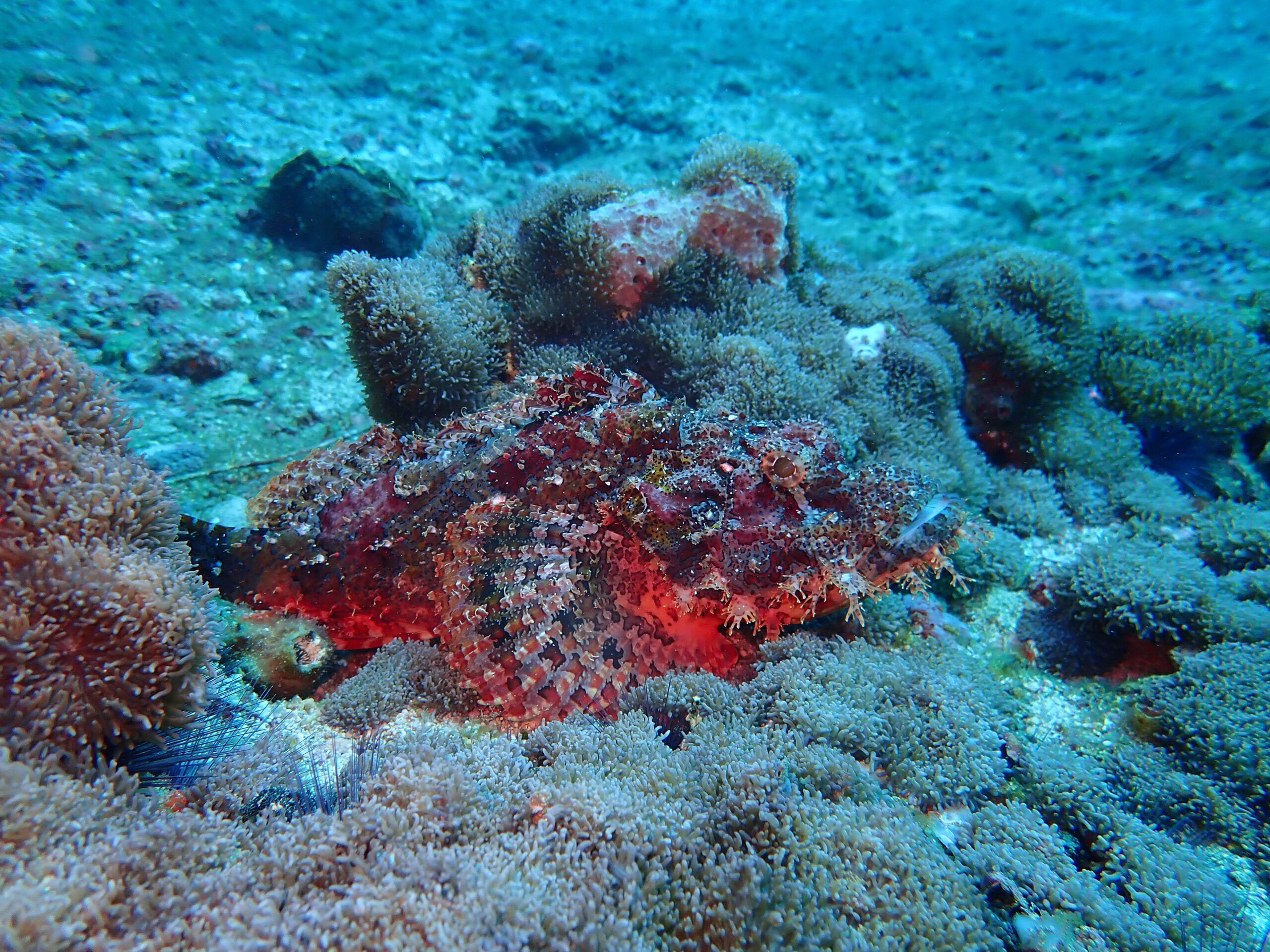 OWD KURSSI KALPITIYA SRI LANKA LAITESUKELLUS